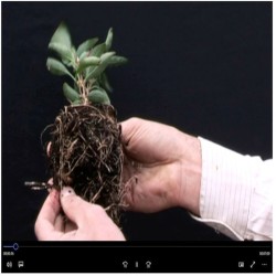 Video Plantation en agroforesterie-Racines nues