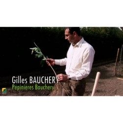 Video Plantation en agroforesterie-Racines nues