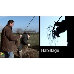 Video Plantation en agroforesterie-Racines nues