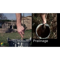 Video Plantation en agroforesterie-Racines nues