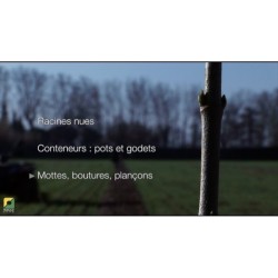 Video Plantation en agroforesterie-Choisir ses plants