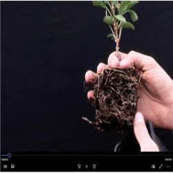 Video Plantation en agroforesterie-Choisir ses plants