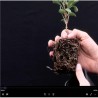 Video Plantation en agroforesterie-Choisir ses plants