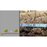 Video Plantation en agroforesterie-Preparr son chantier