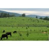 Livre You can farm de Joel Salatin, pionnier de l'agroécologie aux USA