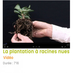 La plantation à racines nues