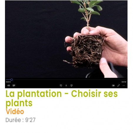 La plantation – Choisir ses plants