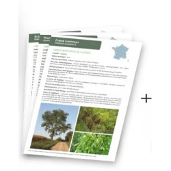 Guide technique “Collecte et mise en culture d’arbres et arbustes sauvages et locaux”